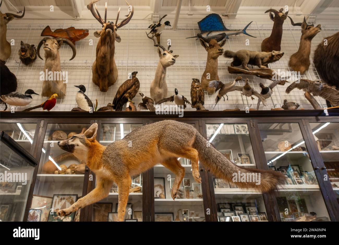 Edna lawrence nature lab faculty member main room hires stock