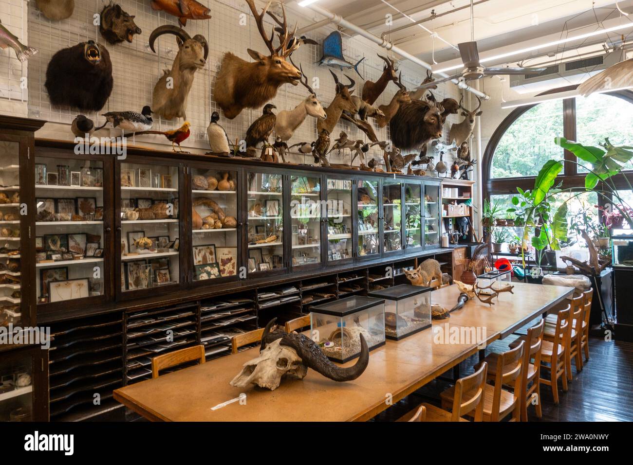 Edna Lawrence Nature lab at the Rhode Island School of Design in downtown Providence Rhode Island Stock Photo