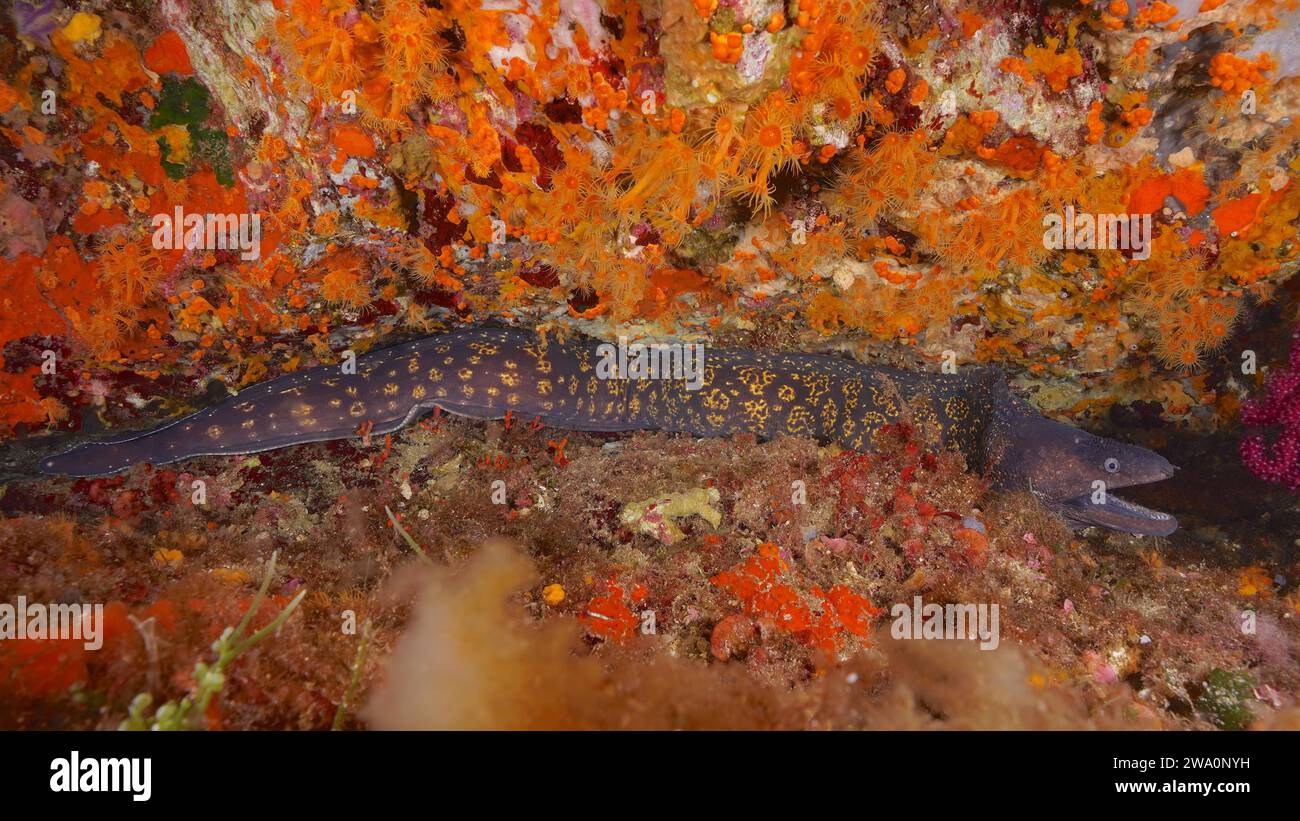 Mediterranean moray (Muraena helena) in the Mediterranean Sea near Hyères. Dive site Giens Peninsula, Provence Alpes Côte d'Azur, France, Europe Stock Photo