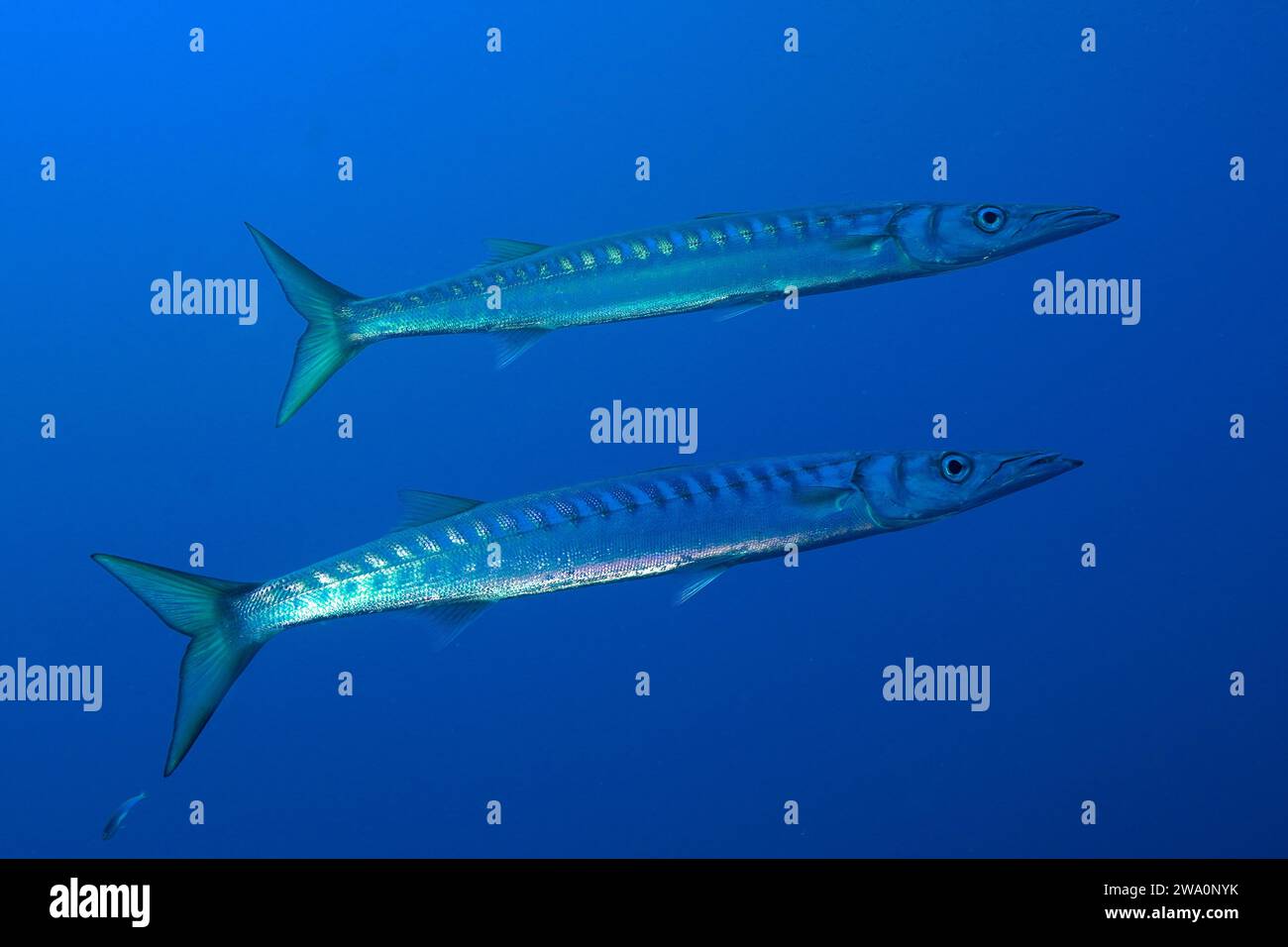 barracuda-sphyraena-sphyraena-in-front-of-a-monochrome-blue