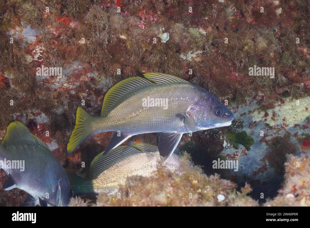 Brown meagre (Sciaena umbra) in the Mediterranean Sea near Hyères. Dive site Giens Peninsula, Provence Alpes Côte d'Azur, France, Europe Stock Photo