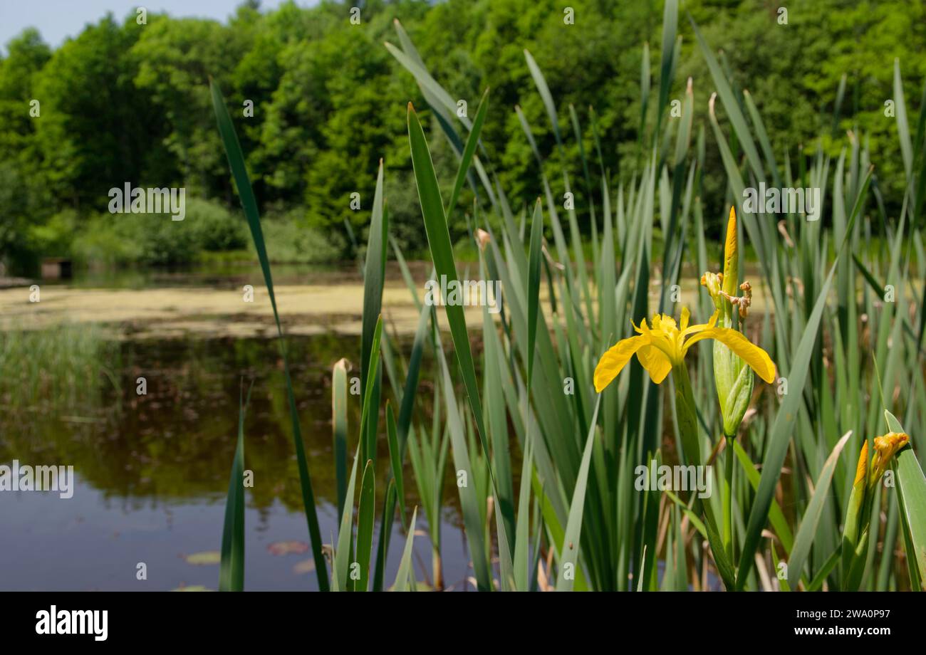Large cow lake in Streifleswald forest, marsh iris (Iris pseudacorus