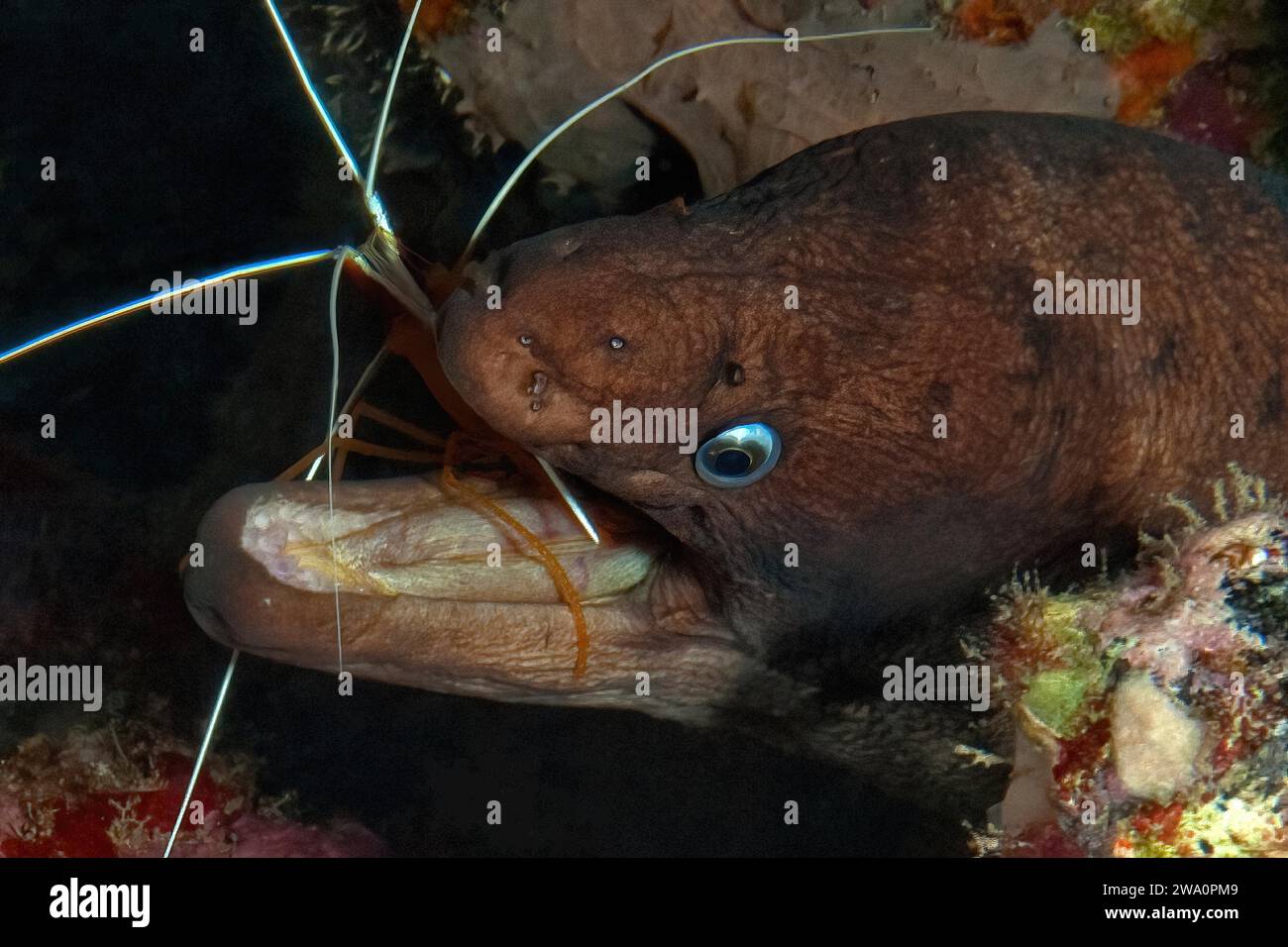 Close-up of Brown moray eel (Gymnothorax unicolor) feeding on pacific cleaner shrimp (Lysmata grabhami), Atlantic Ocean, Eastern Atlantic, Macaronesia Stock Photo
