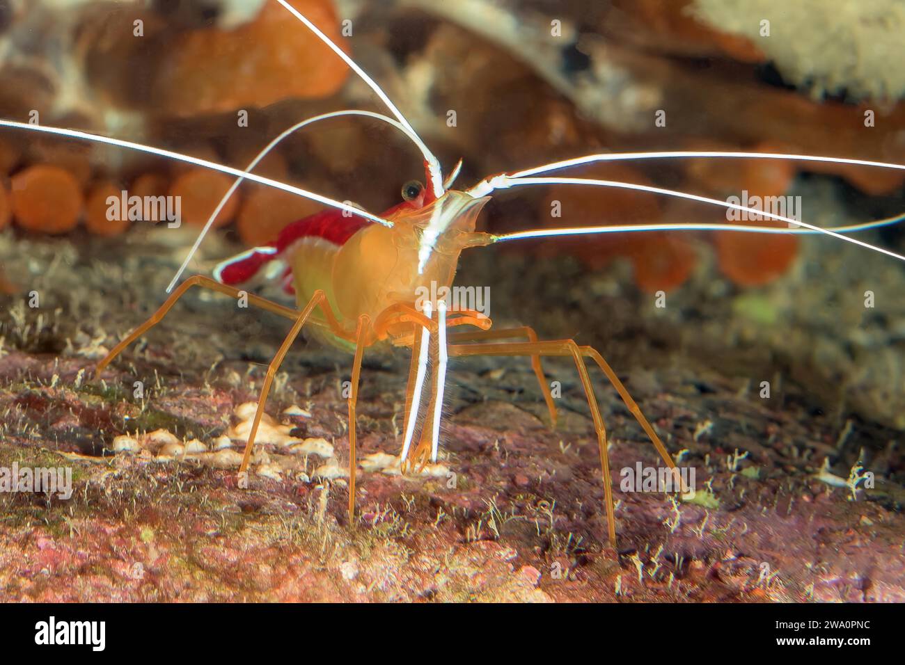 Close-up of pacific cleaner shrimp (Lysmata grabhami), Atlantic Ocean, Eastern Atlantic Ocean, Macaronesian Archipelago, Macaronesian Archipelago, Fue Stock Photo