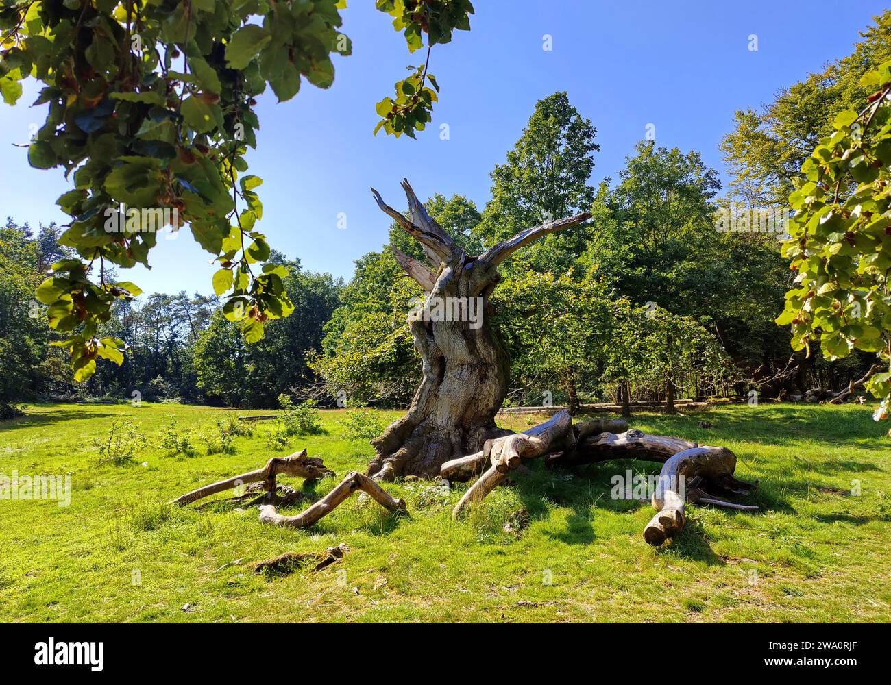 Ancient copper beech (Fagus sylvatica), beech grove, Hutewald Halloh, KellerwaldEdersee nature