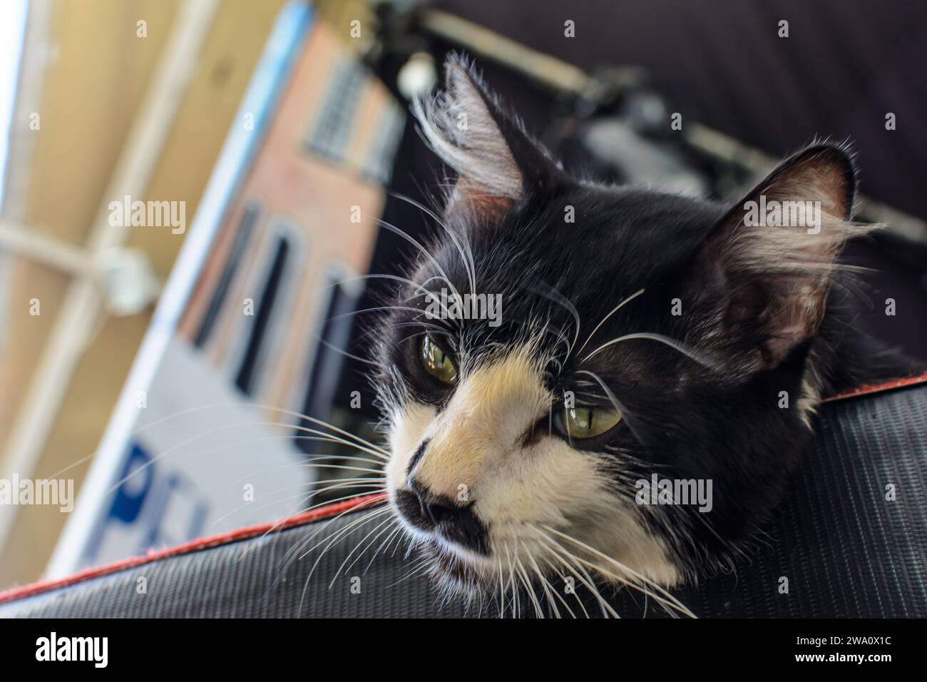 White cat with a dirty face hi-res stock photography and images - Alamy