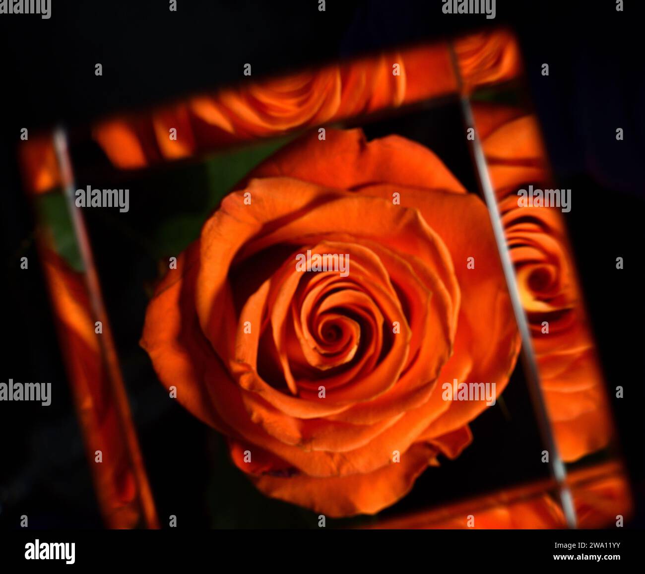 Single Orange Rose Photographed Through a Cube Prism Stock Photo - Alamy