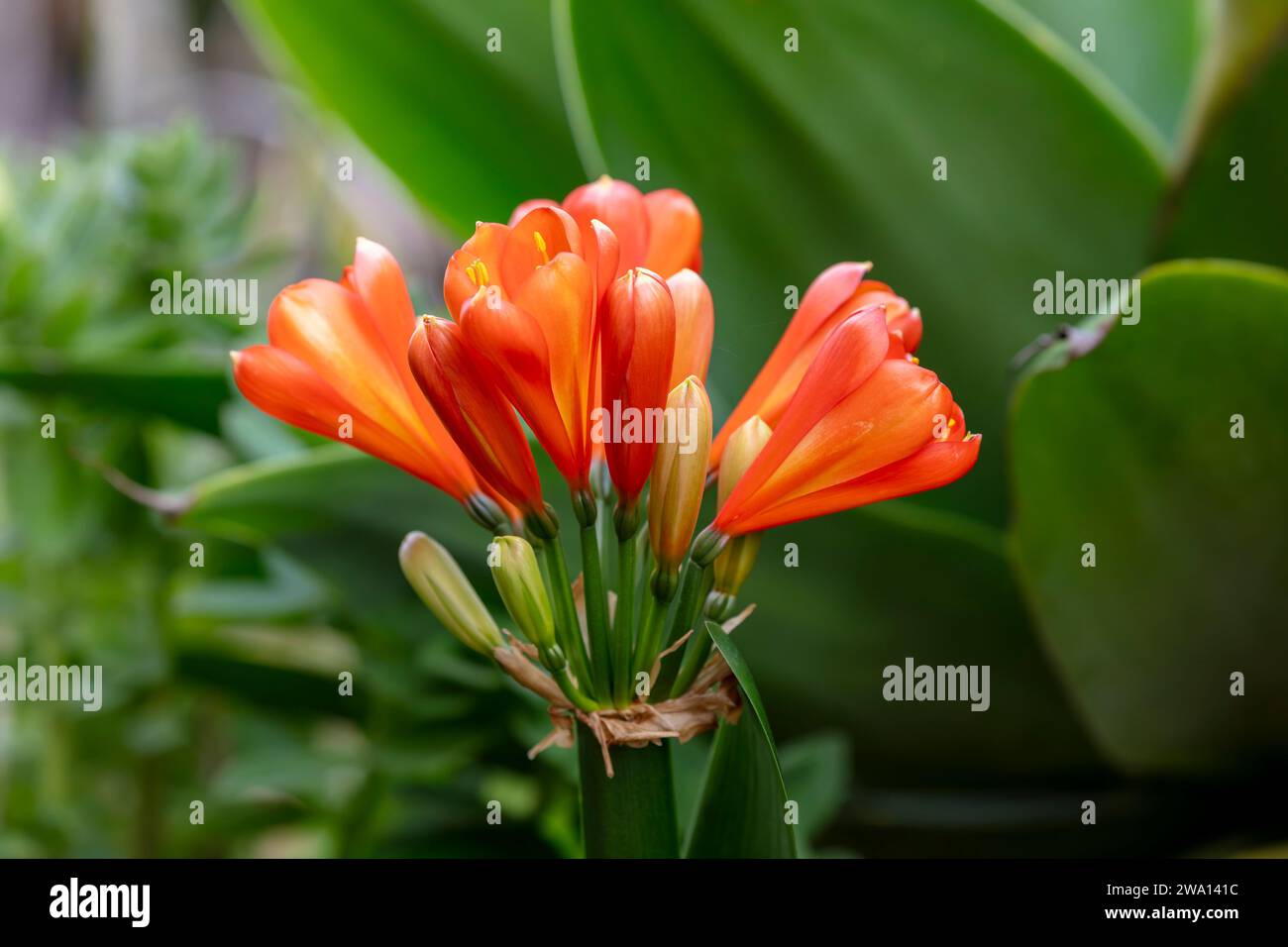 Photograph of a blossoming Belgium Hybrid Red Clivia Kaffir Lily flower ...