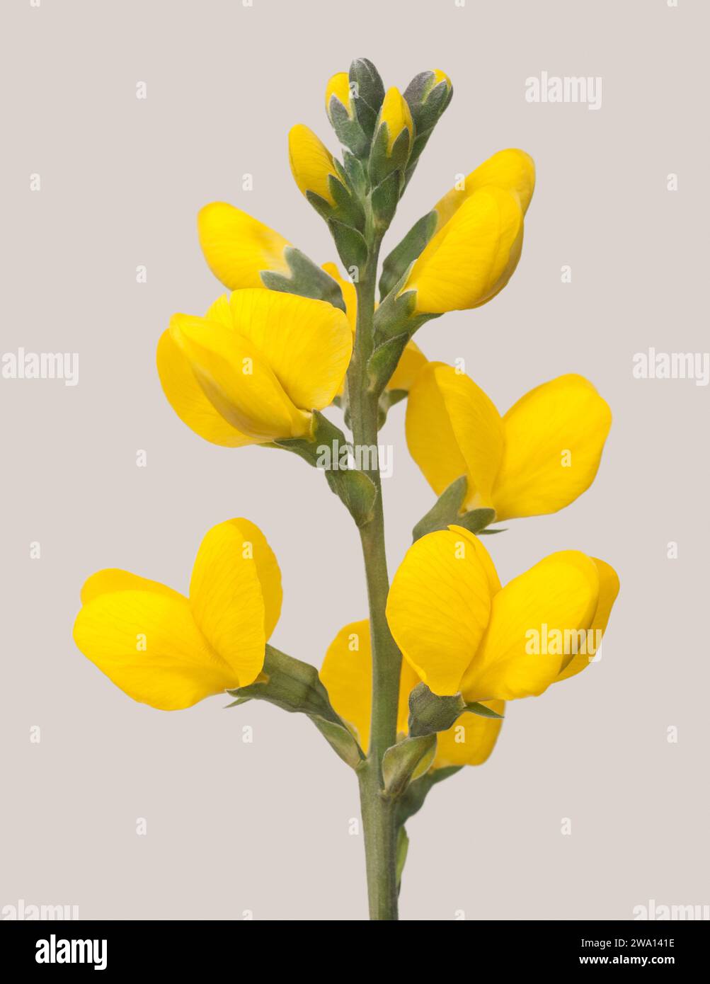 Golden Banner wildflowers (Thermopsis montana) Stock Photo