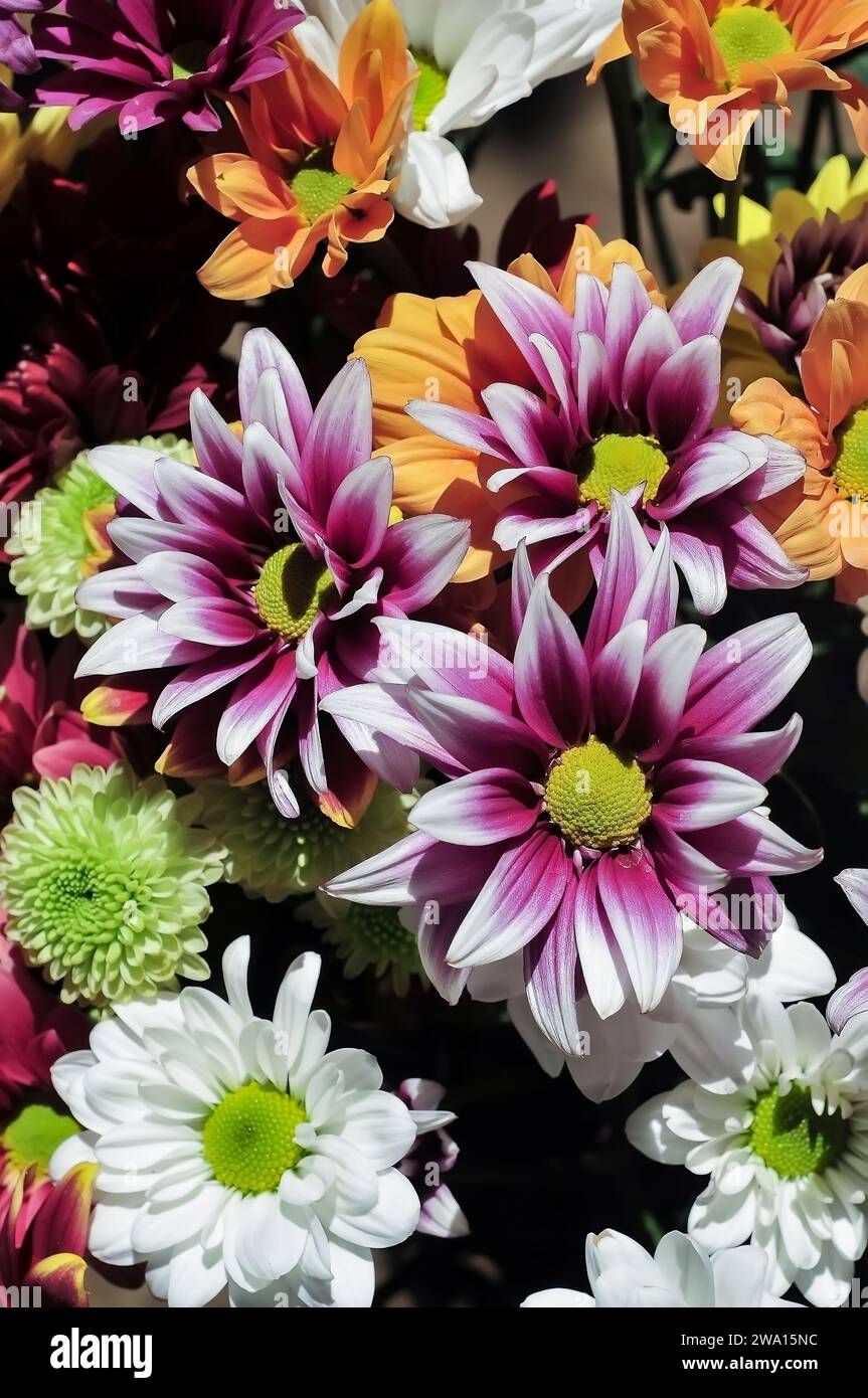 Chrysanthemum colours hi-res stock photography and images - Alamy