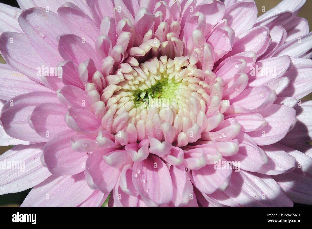 Flowers cut out chrysanthemum hi-res stock photography and images - Alamy