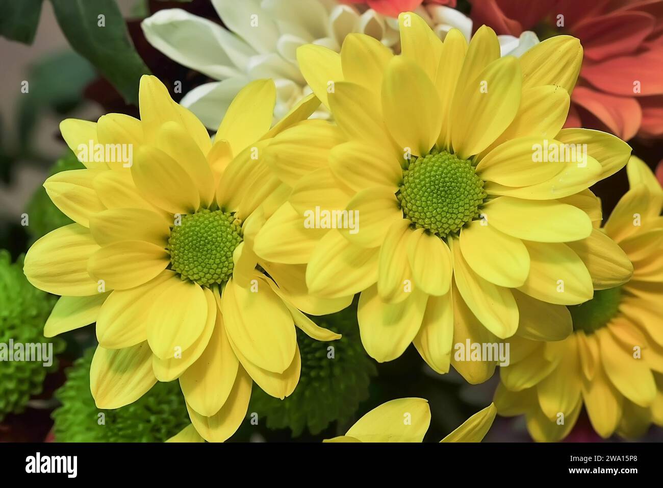 Chrysanthemum lavandulifolium flowers with yellow petals in the garden during the day Stock Photo