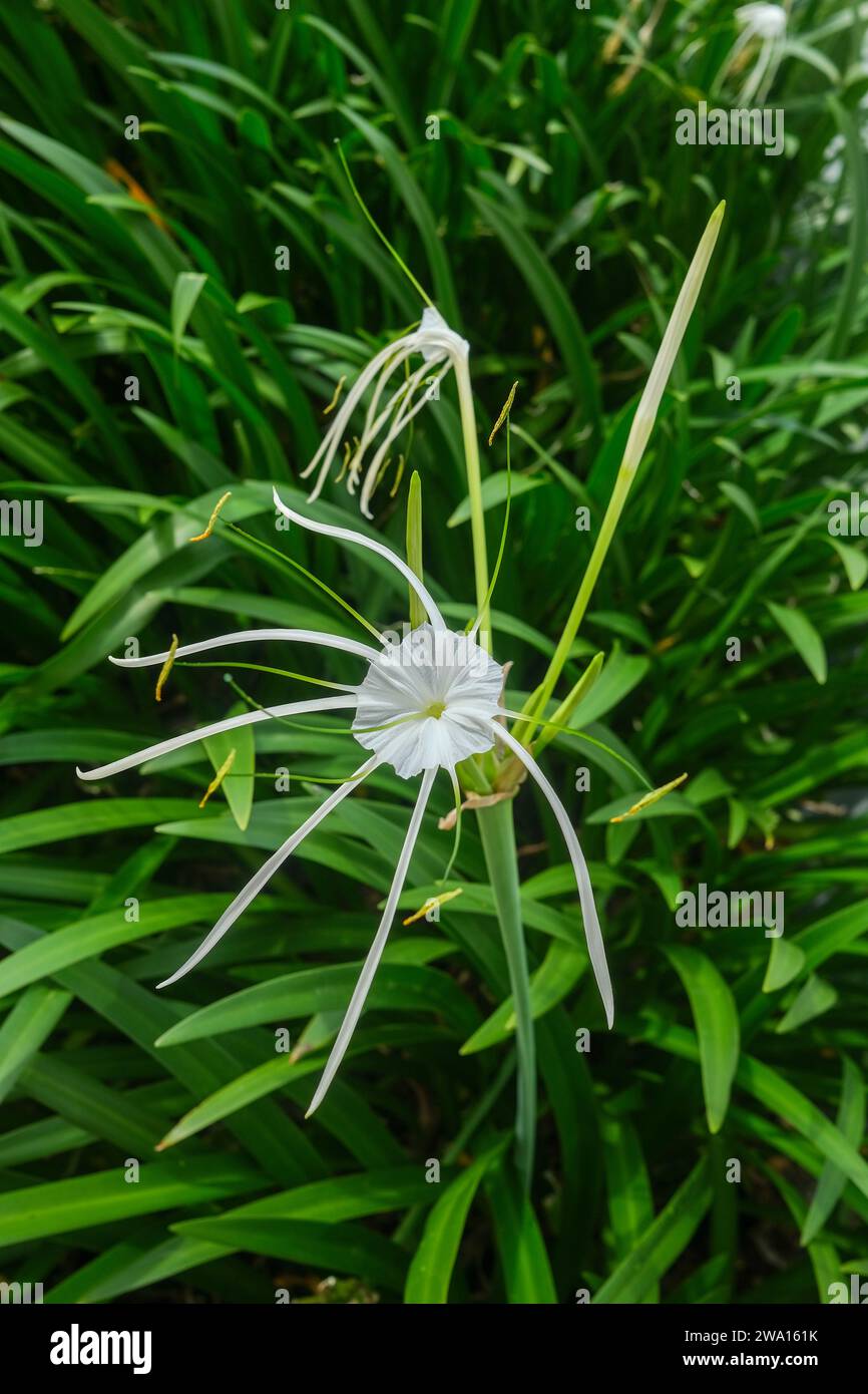 Hymenocallis littoralis known as the beach spider lily Stock Photo