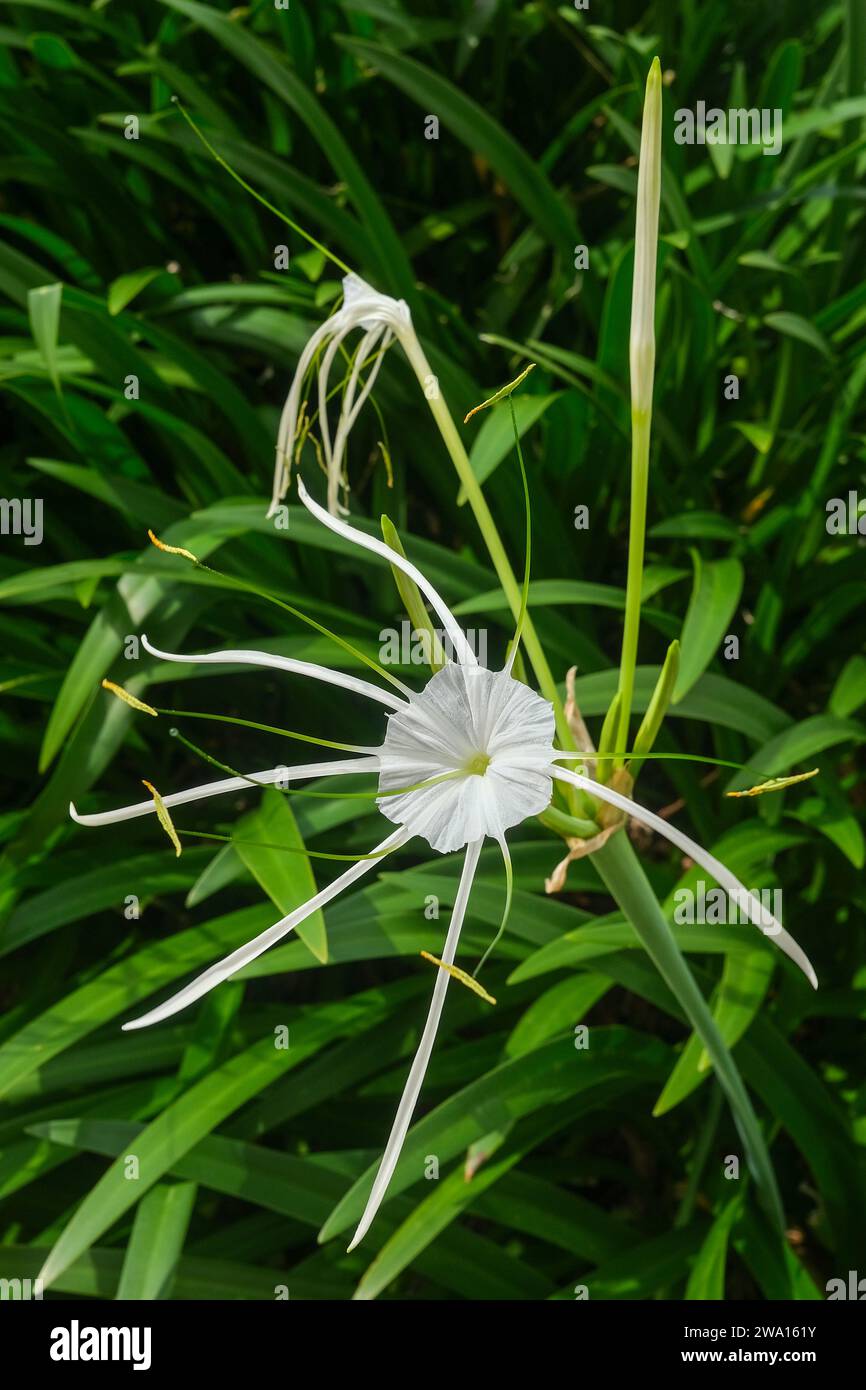 Hymenocallis littoralis known as the beach spider lily Stock Photo