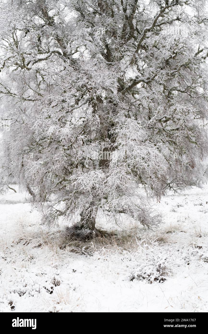 Old Birch tree in the snow. Grantown on Spey, Highlands, Scotland Stock Photo