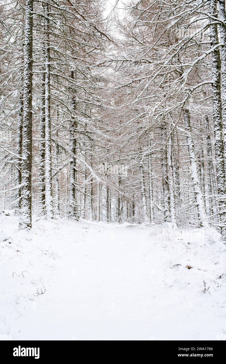 Woodland track through larch trees in the snow. Huntley, Aberdeenshire, Scotland Stock Photo