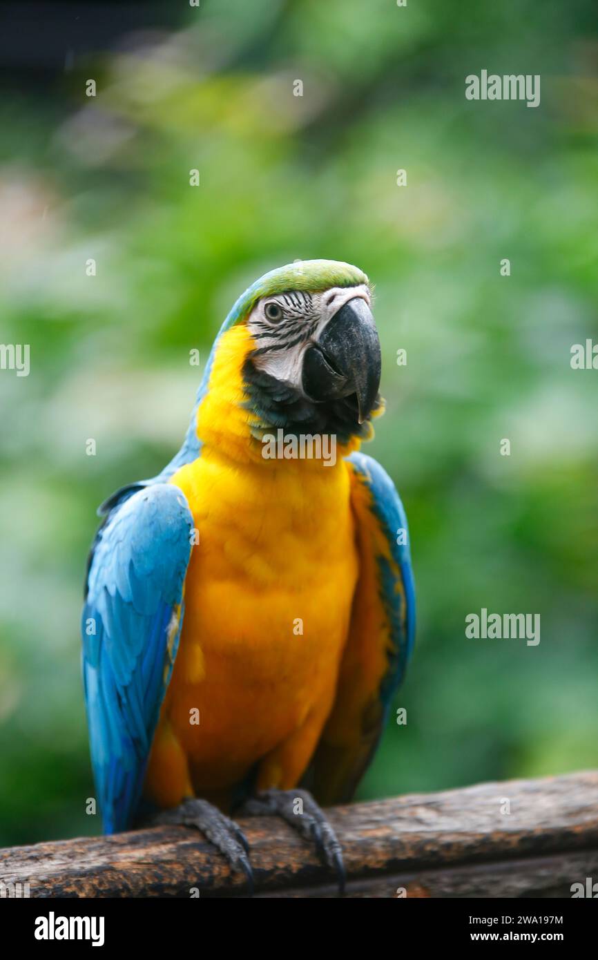 colorful Macaw parrot in Dehiwala, Sri Lanka Stock Photo Alamy