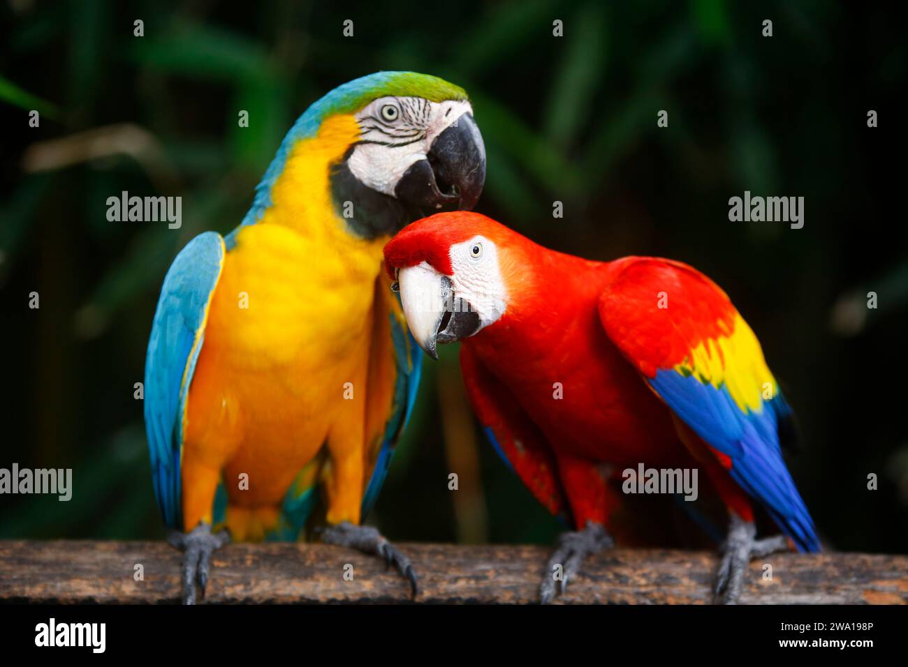 A pair of colorful macaws are playing with love in sri lanka, Dehiwala