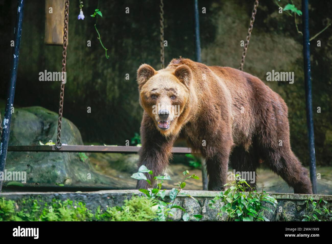 Full shot of huge adult brown bear looking Something. in Dehiwala Zoo ...