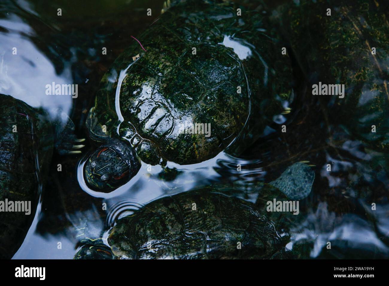 some turtles resting on a Crocodile, Black background. Stock Photo