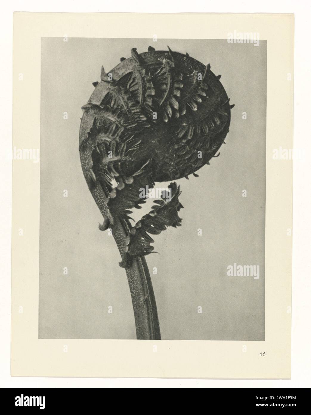 Plant Study, 1928 photograph Fach enlargement. Afkomstig uit losblady uitgave. Berlin paper. ink  plants (in general) Stock Photo