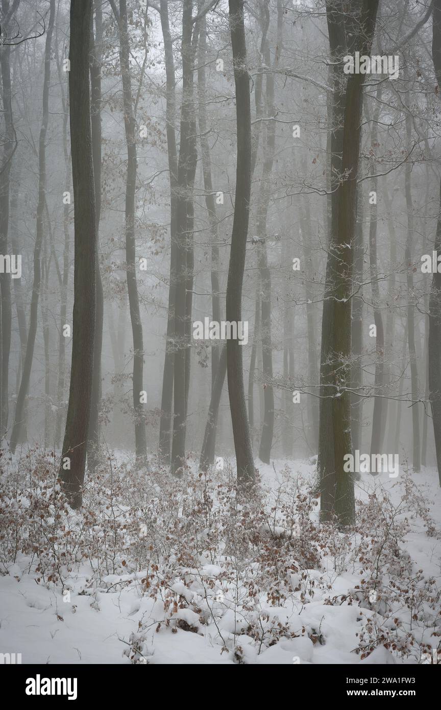 Snowy trees in forest. Beautiful concept for winter, nature and forest. Stock Photo