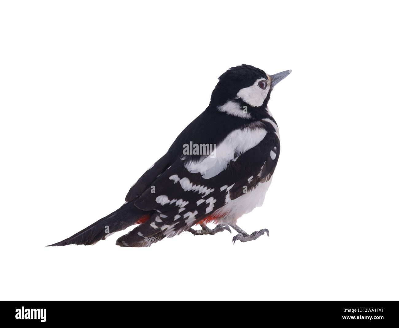 Great spotted woodpecker (Dendrocopos major) isolated on a white background Stock Photo