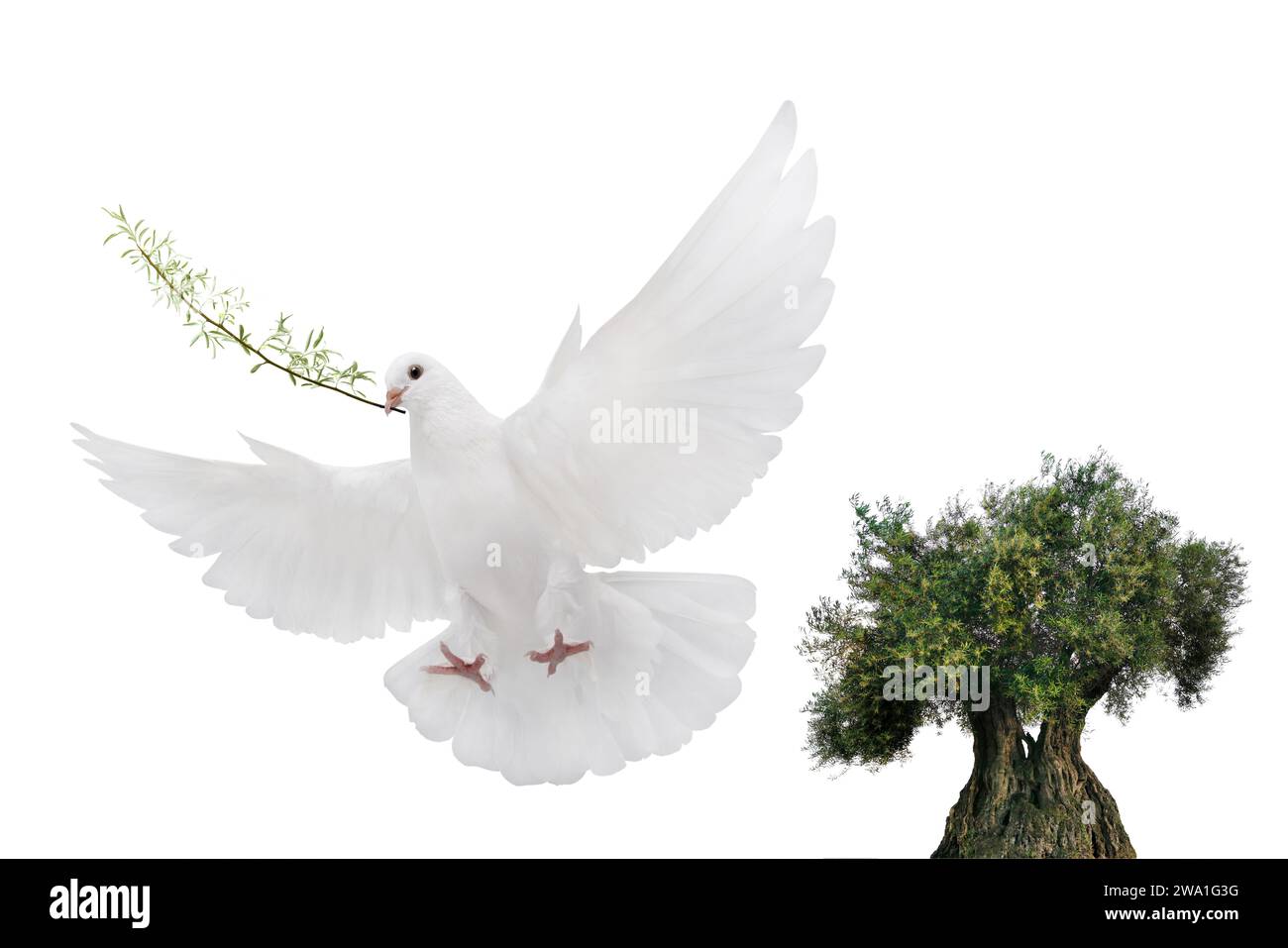 olive tree and white dove flying with olive branch in its beak isolated ...