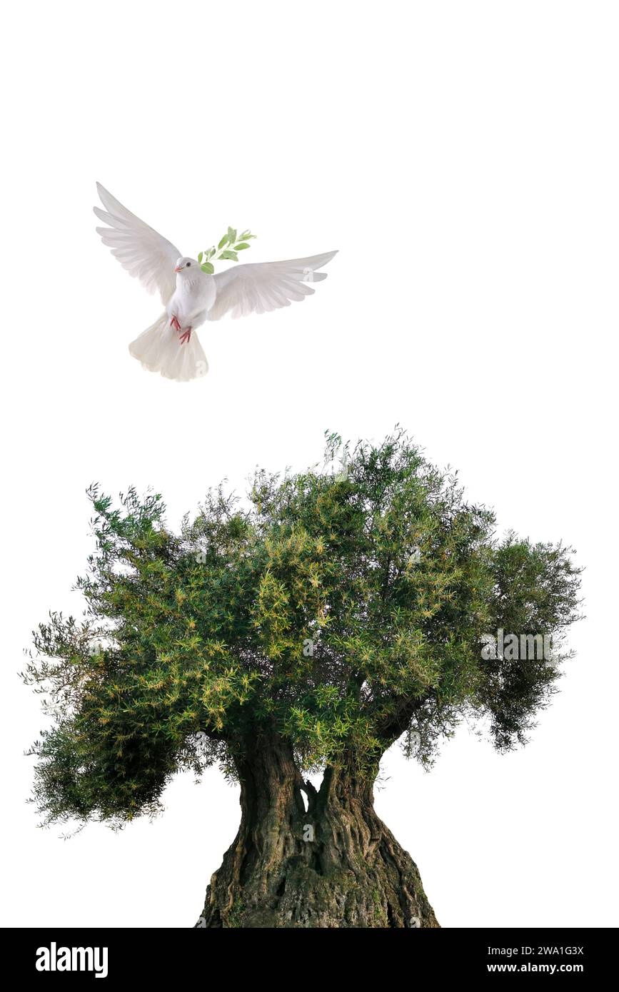 olive tree and white dove flying with olive branch in its beak isolated ...