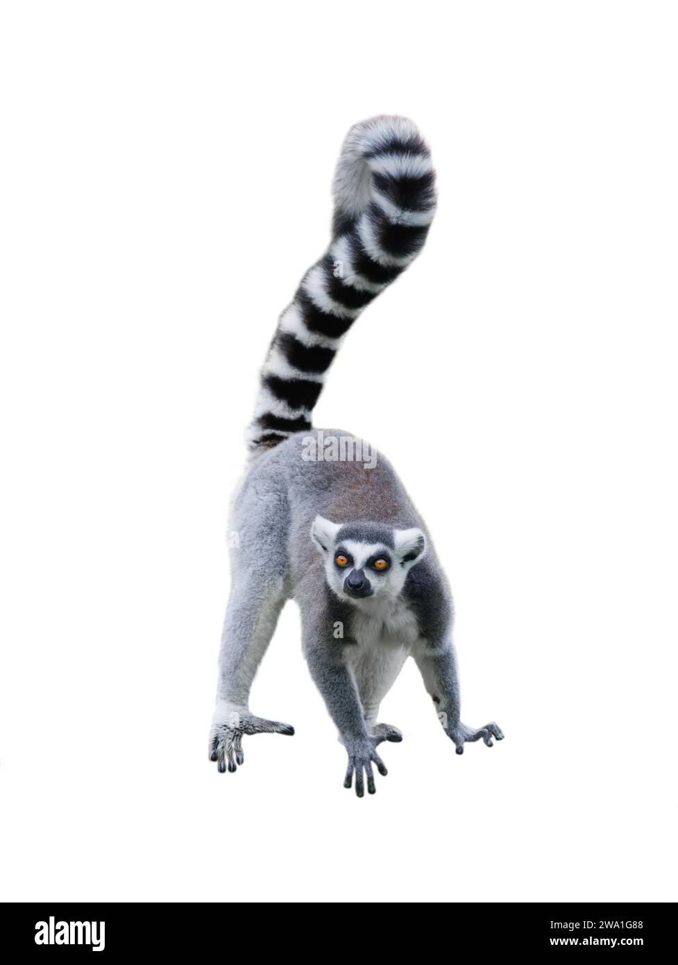 Mojo Lemur with Baby #387237 - Nuturing Mother Lemur