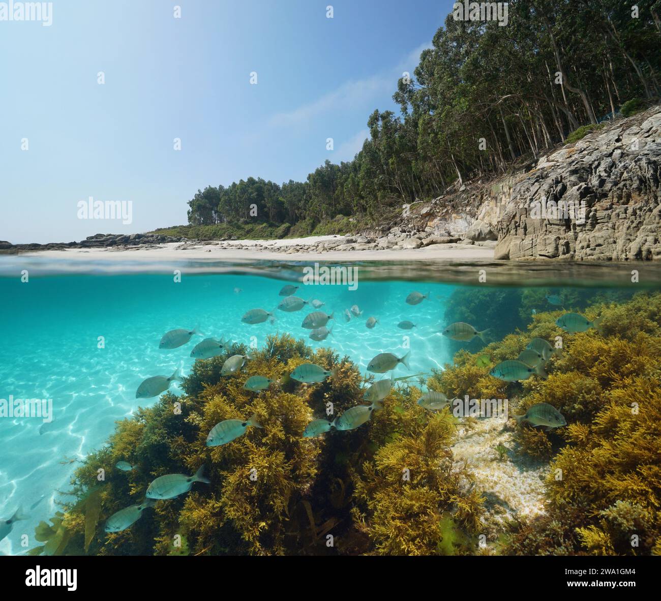 Beach coastline and fish with algae underwater in the Atlantic ocean, split view half over and under water surface, Spain, Galicia, natural scene Stock Photo
