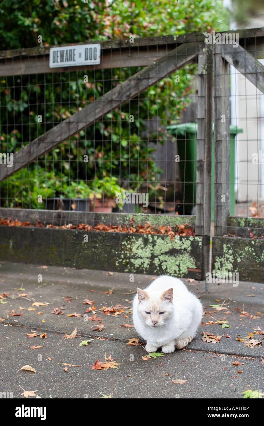 A pure white, adult street cat crouched on a sidewalk beneath a 'beware of dog' sign on a wire fence. Stock Photo