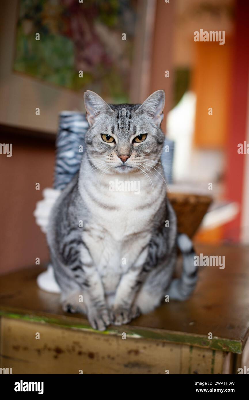 Portrait of an adult, grey, silver, black and white striped American short hair domestic cat sitting upright. Stock Photo