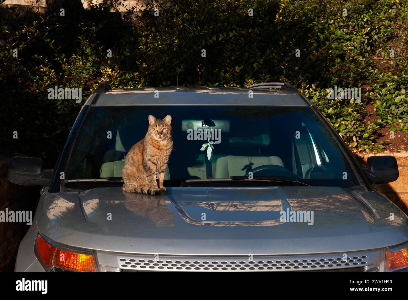 A brown and grey, feral, Jerusalem street cat sits upright and alone on the shiny surface of an automobile hood. Stock Photo