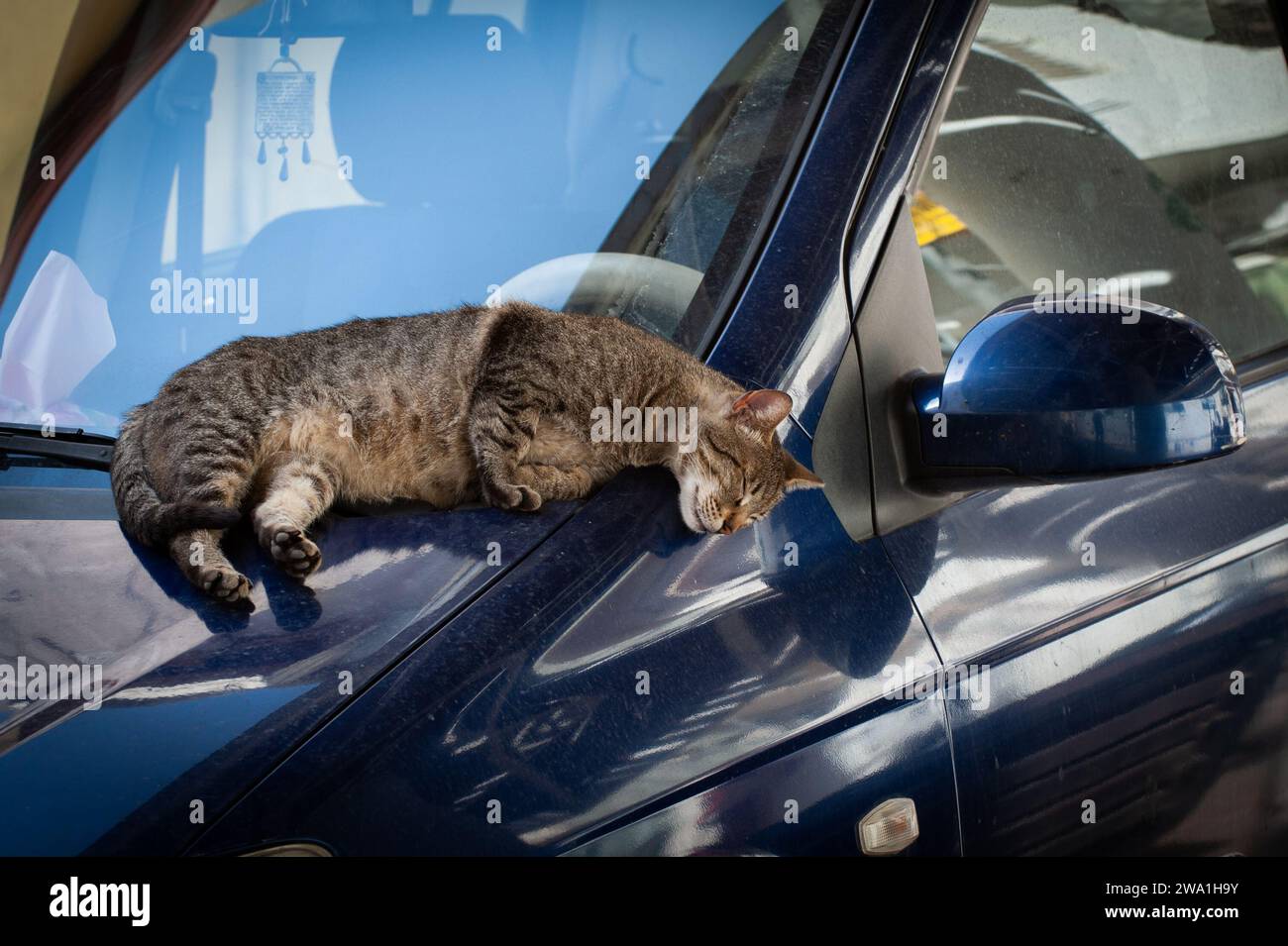 A feral, Jerusalem street cat strectes its body on the warm surface of a shiny blue automobile hood. Stock Photo