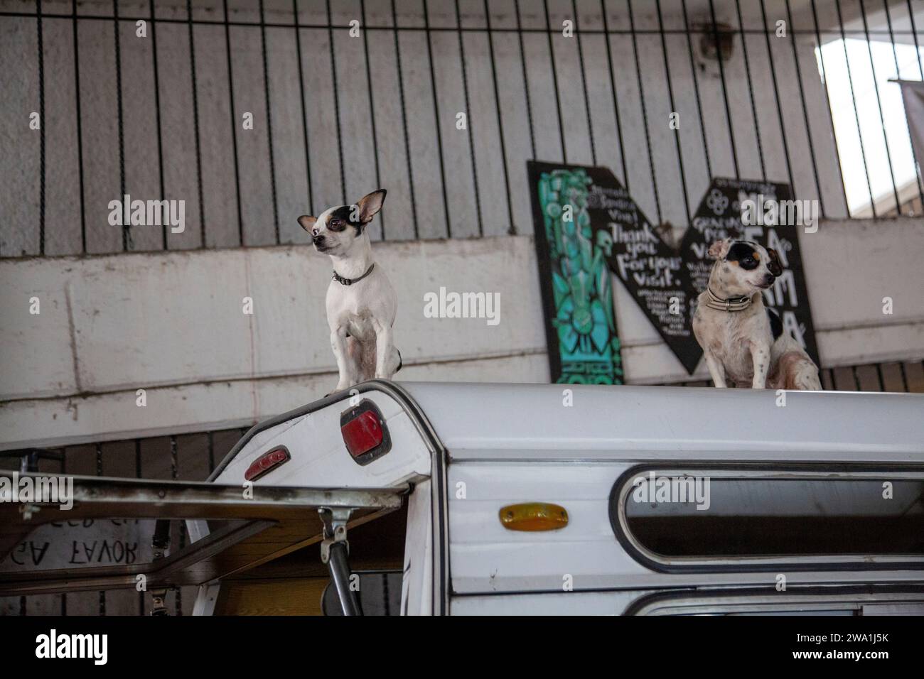 Small Dogs Sitting on Roof of Van in Jamaica Market, Mexico City, Mexico Stock Photo