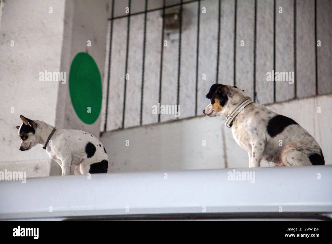 Small Dogs Sitting on Roof of Van in Jamaica Market, Mexico City