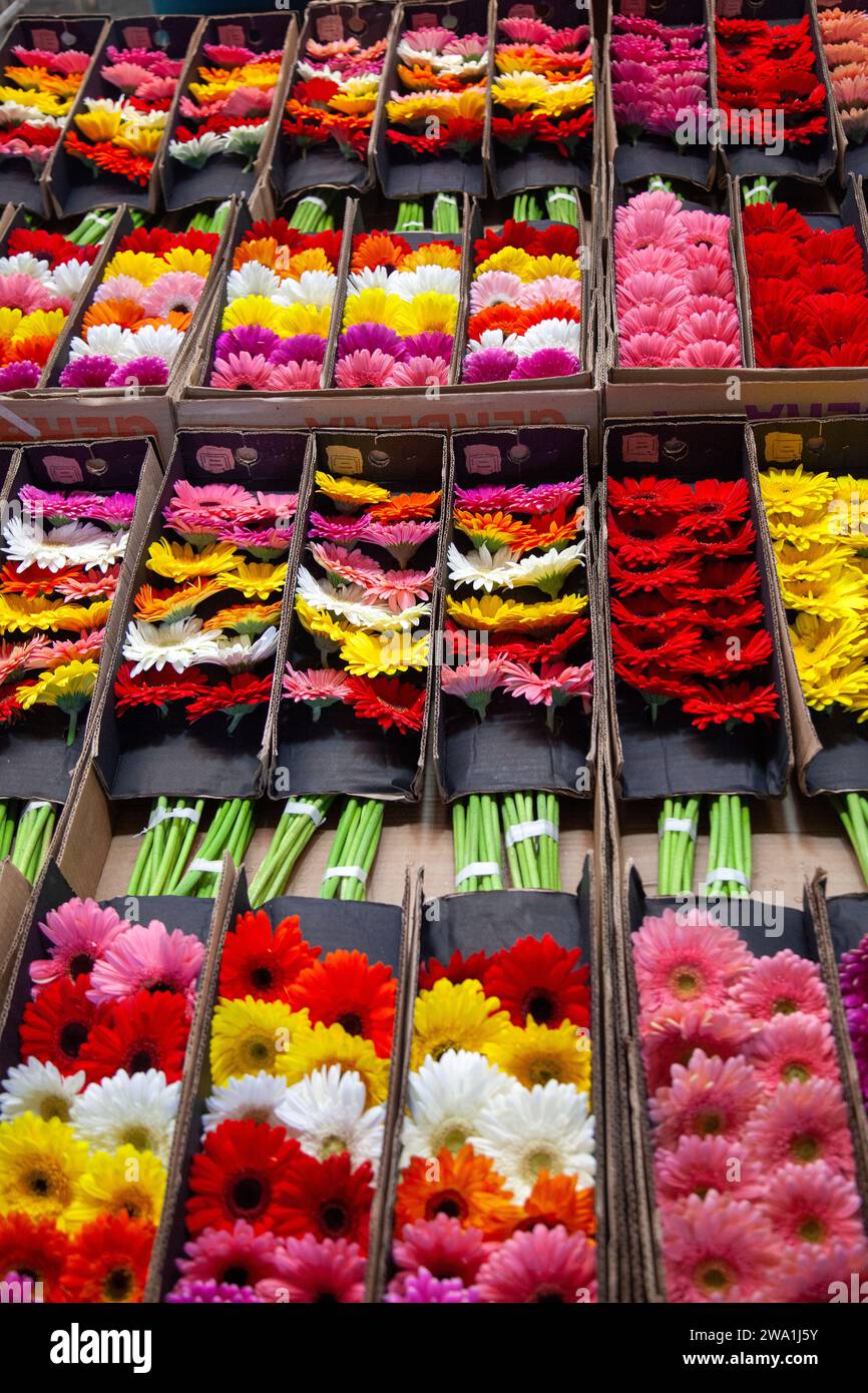 Flowers for sale at Jamaica Market in Mexico City, Mexico Stock Photo
