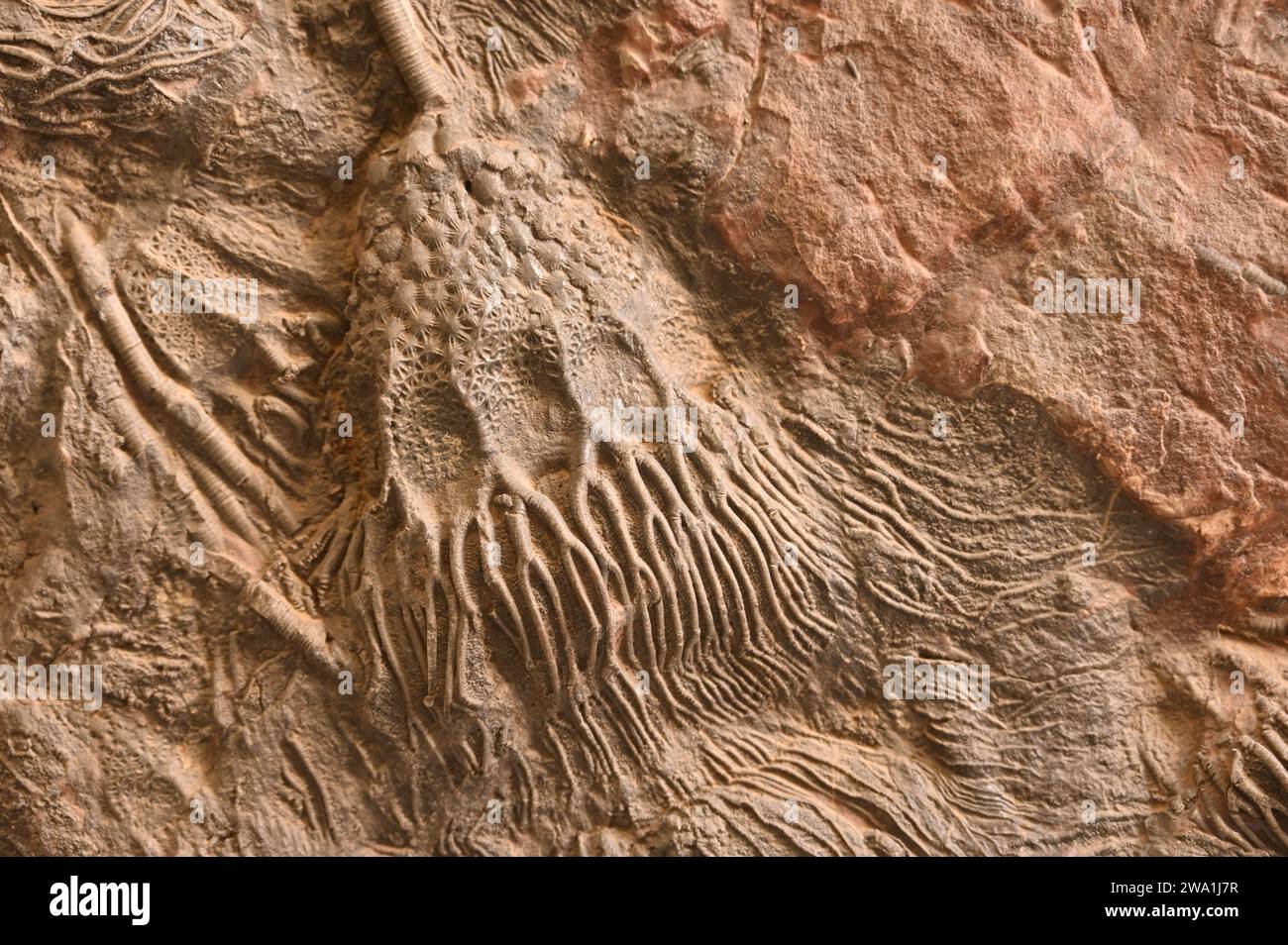 Fossil plate with fossilized crinoids Stock Photo