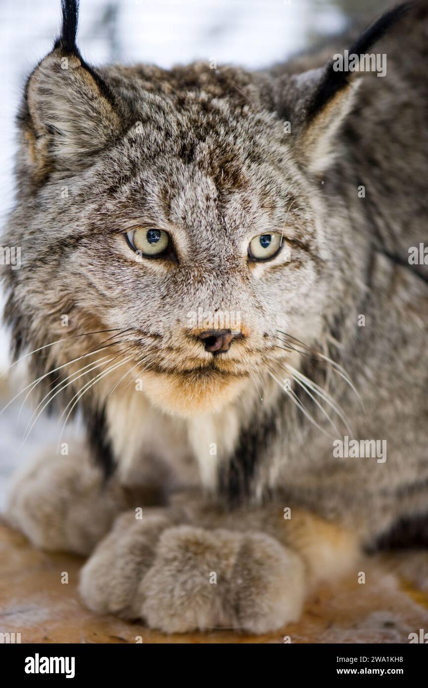 RELEASING LYNX FROM TRAP visual data 3