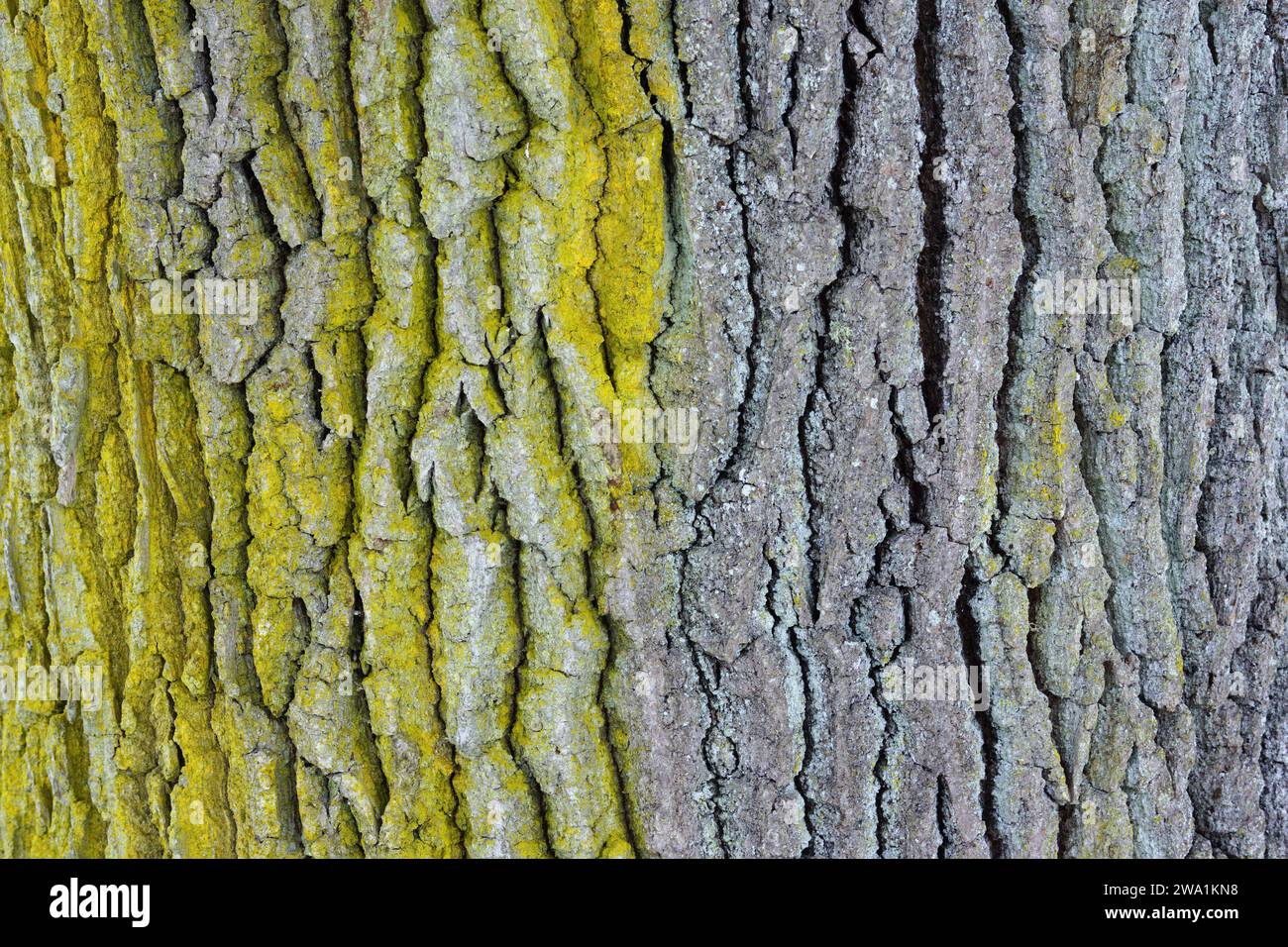 Closeup of Oak bark texture Stock Photo