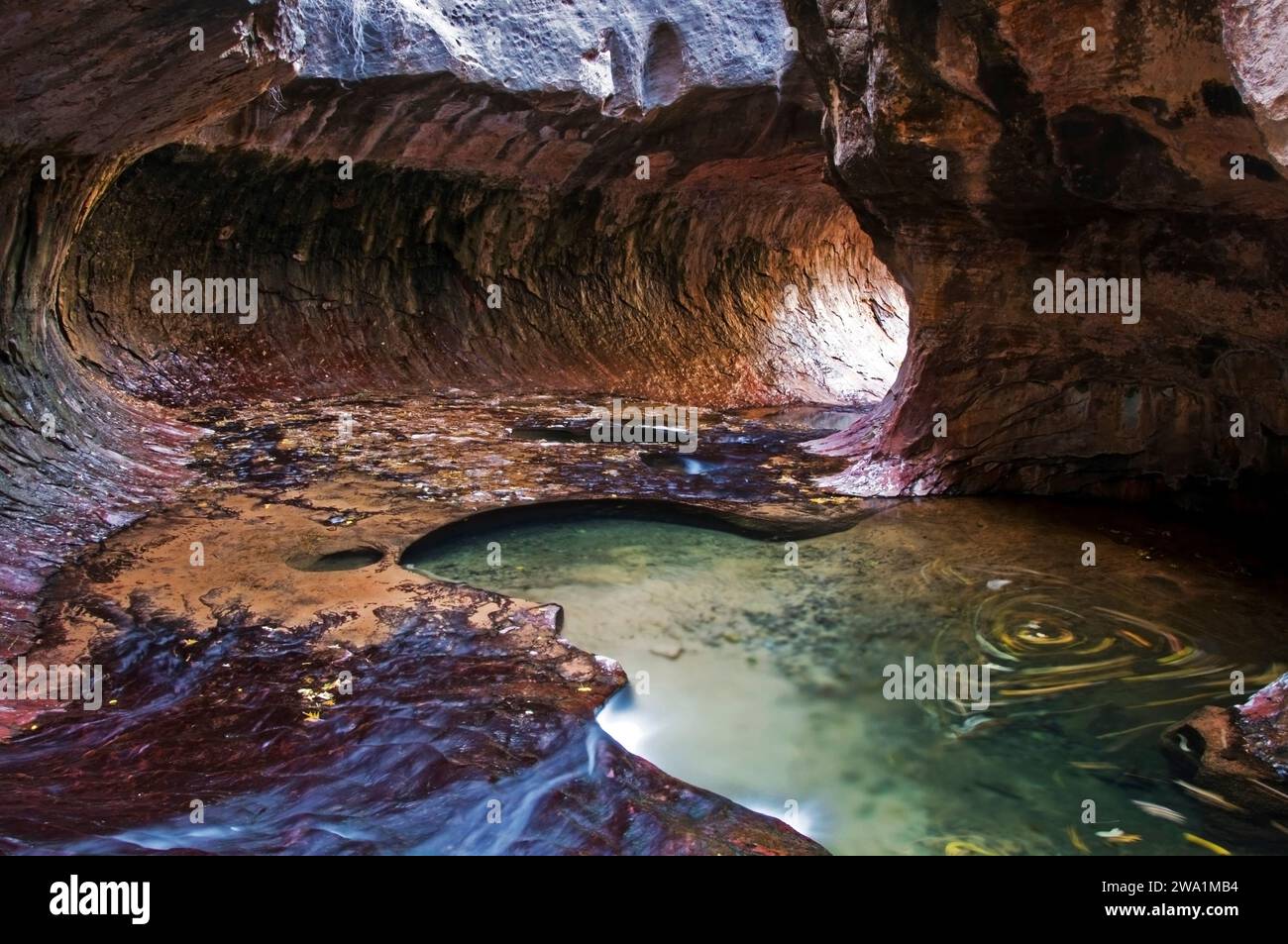 Fall leaves swirl in a pool of water in the Subway Canyon in Zion National Park, Utah. Stock Photo
