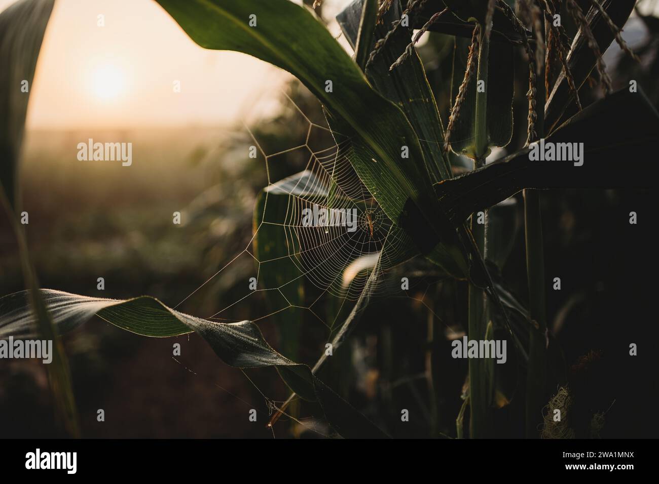 Corn spider hires stock photography and images Alamy