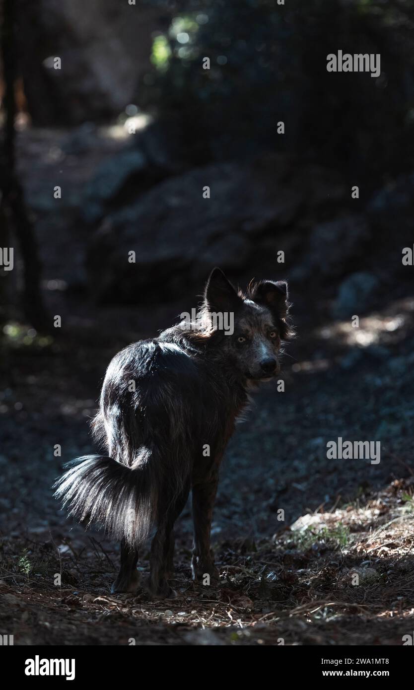 dog in the forest . Stock Photo