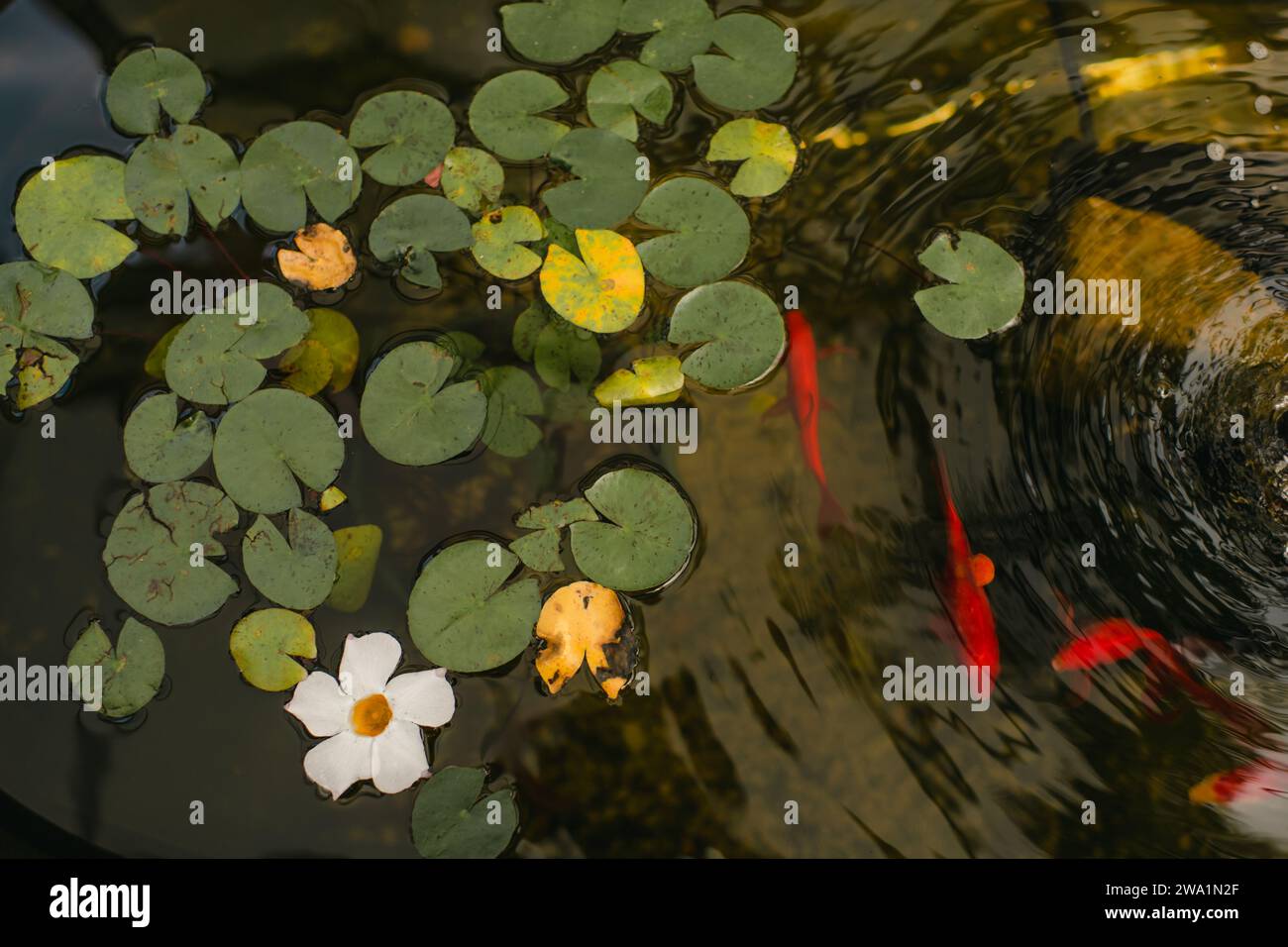 Backyard Koi pond with fish swimming among lilly pads Stock Photo
