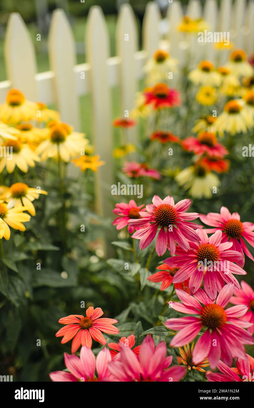 Colorful coneflowers growing along white picket fence in neighborhood Stock Photo