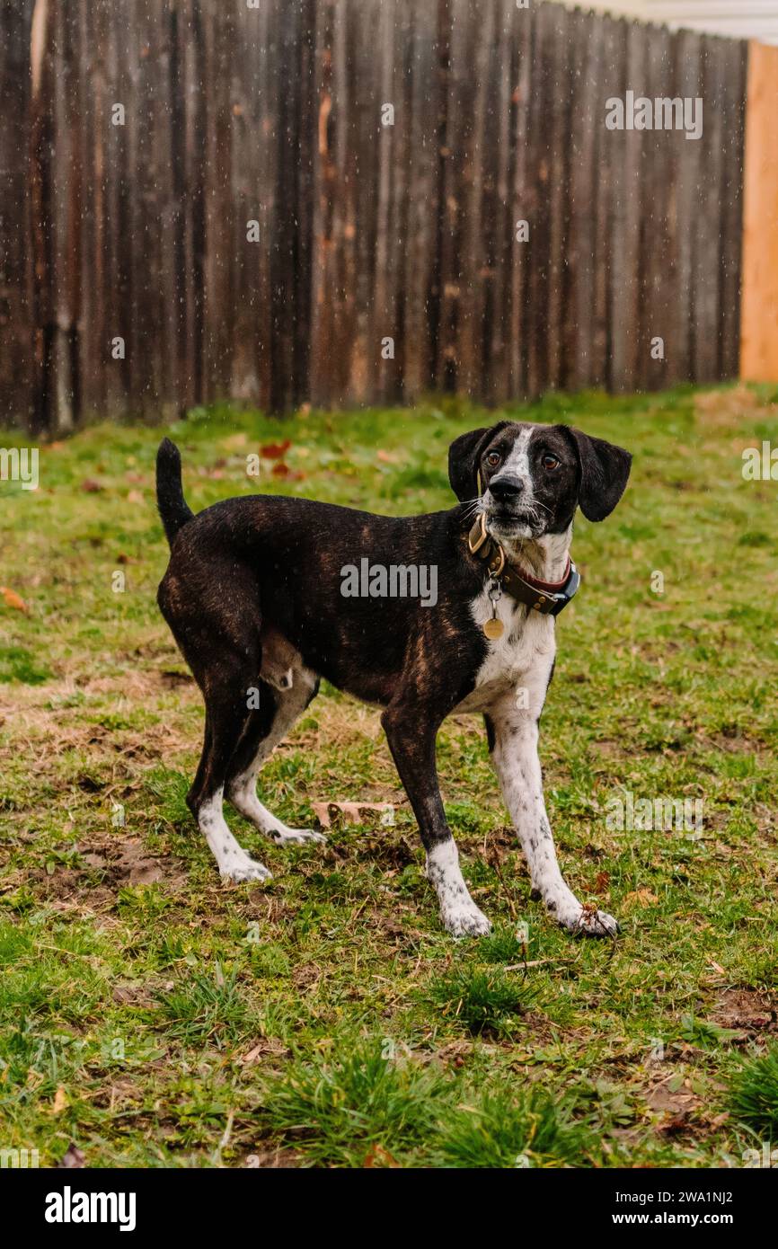 Dark brindle scent hound mix waiting for toy while playing in rain Stock Photo