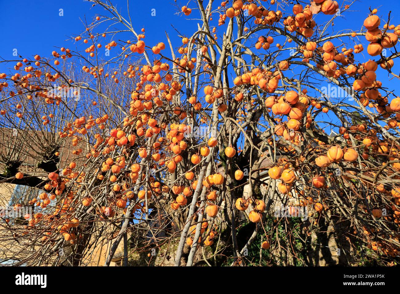 Plaqueminier du japon hires stock photography and images Alamy
