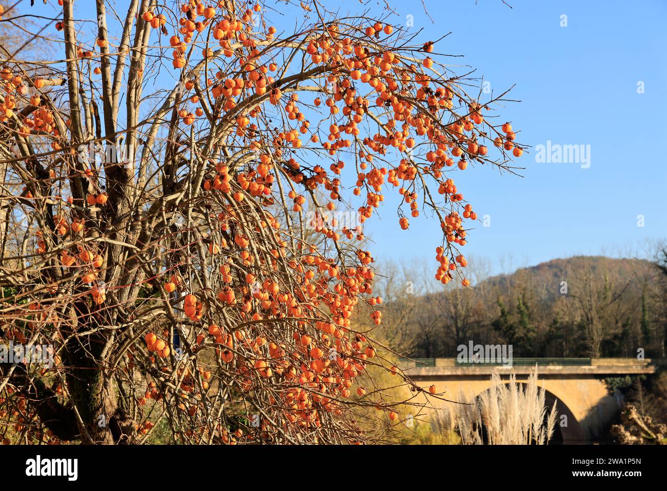 Plaqueminier du japon hires stock photography and images Alamy