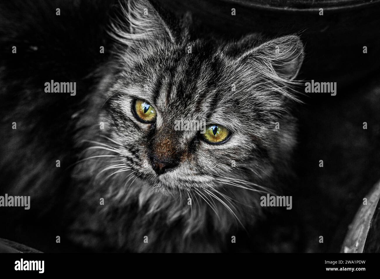 The cat: commonly referred to as the domestic cat or house cat, is the only domesticated species in the family. Stock Photo